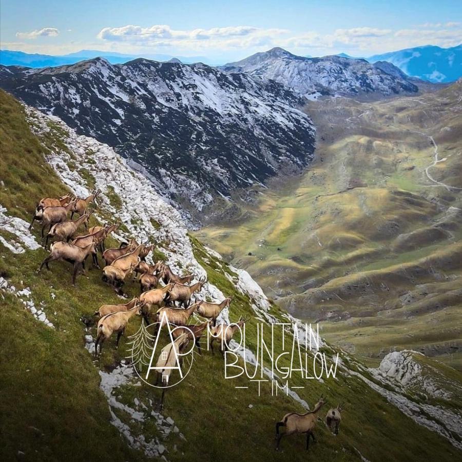 Bungalovi Tim Žabljak Esterno foto